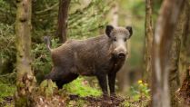 Afrikanische Schweinepest in Brandenburg – Kreis Paderborn bereitet sich weiter auf den Krisenfall vor